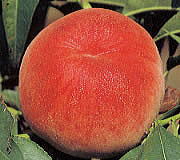 天下一品！桃　農家の産直サイト　イチゴ狩り、甘い、大きい、恵那、楽しい、もも、トマト、産直