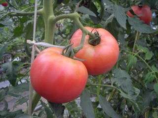 大好評の夏秋トマト　イチゴ狩り、甘い、大きい、恵那、楽しい